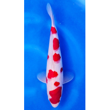 KGE.51 KOHAKU KGE.51 KOHAKU